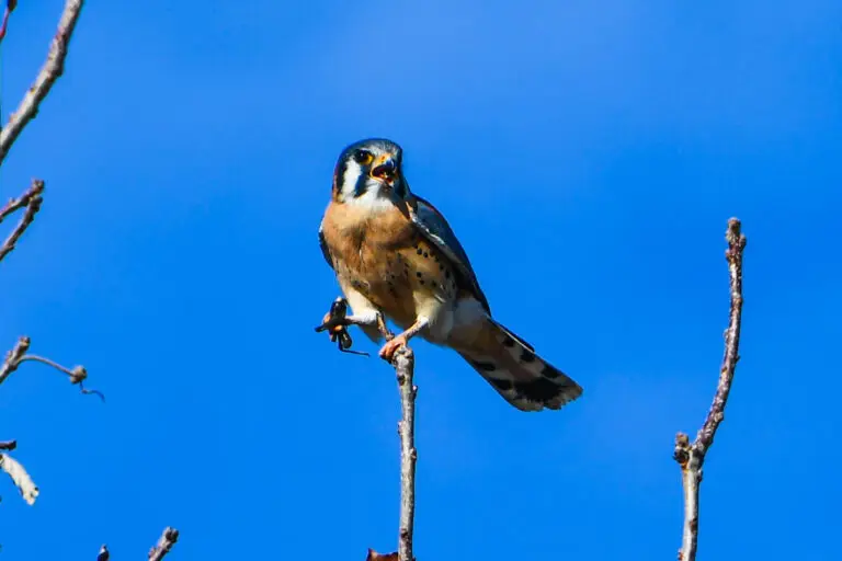 American Kestrel