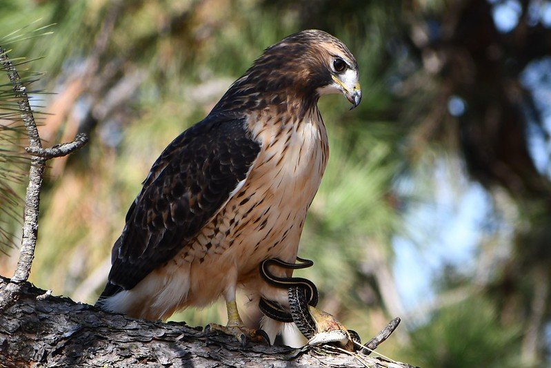 54175653943 6dc6286288 c