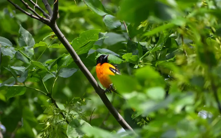 Baltimore Oriole