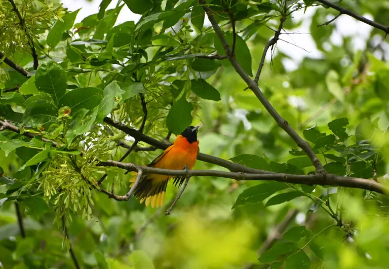Baltimore Oriole