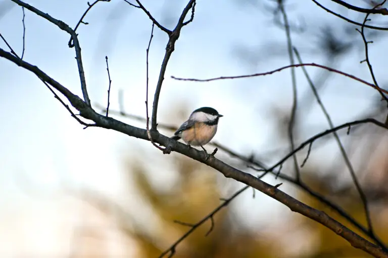 Blackcapped Chickadee