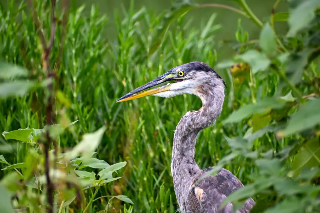 Blue Heron