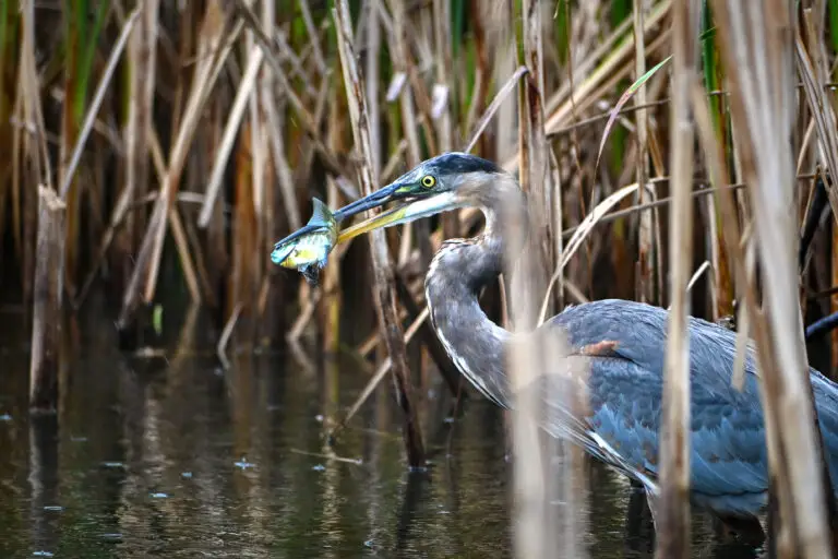 Blue Heron