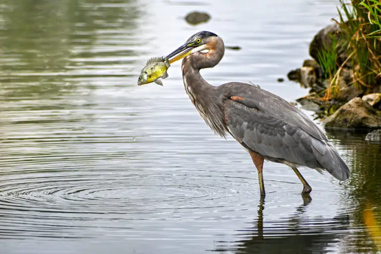 Blue Heron
