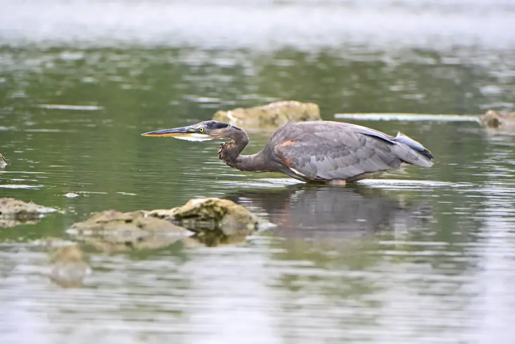 blue heron 14