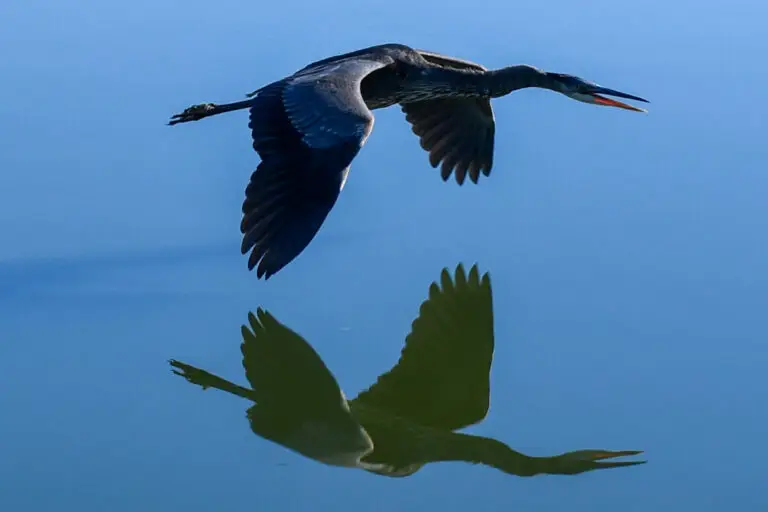 Blue Heron