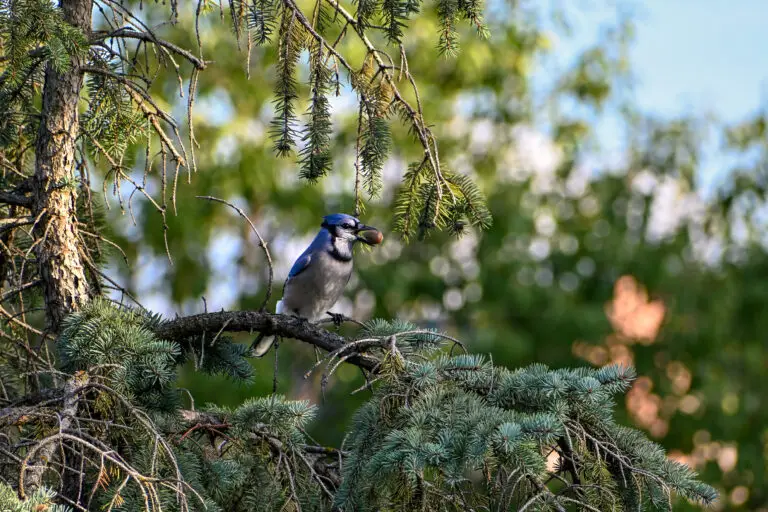 Blue Jay