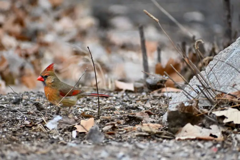 Female Cardinal