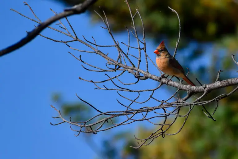 Female Cardinal