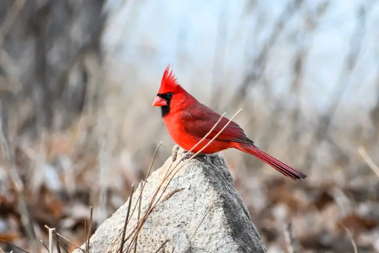 Cardinal