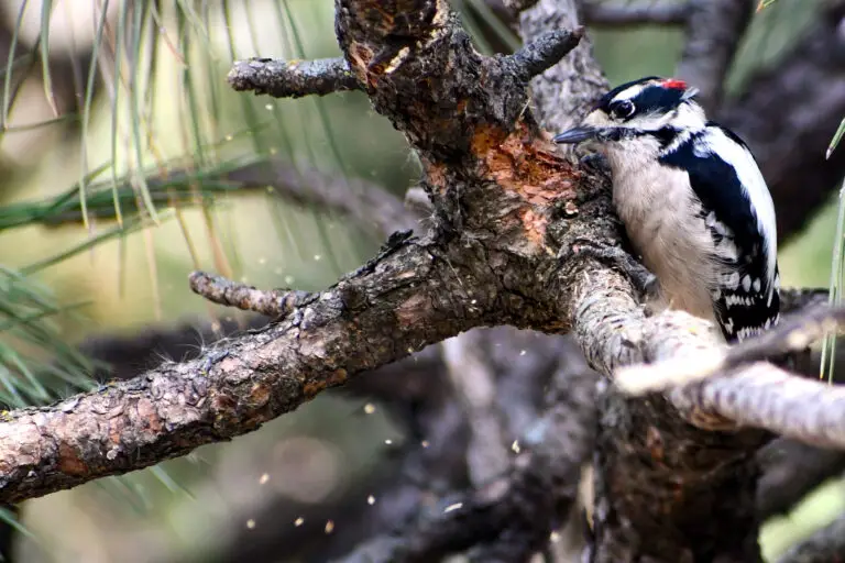 downey woodpecker 10