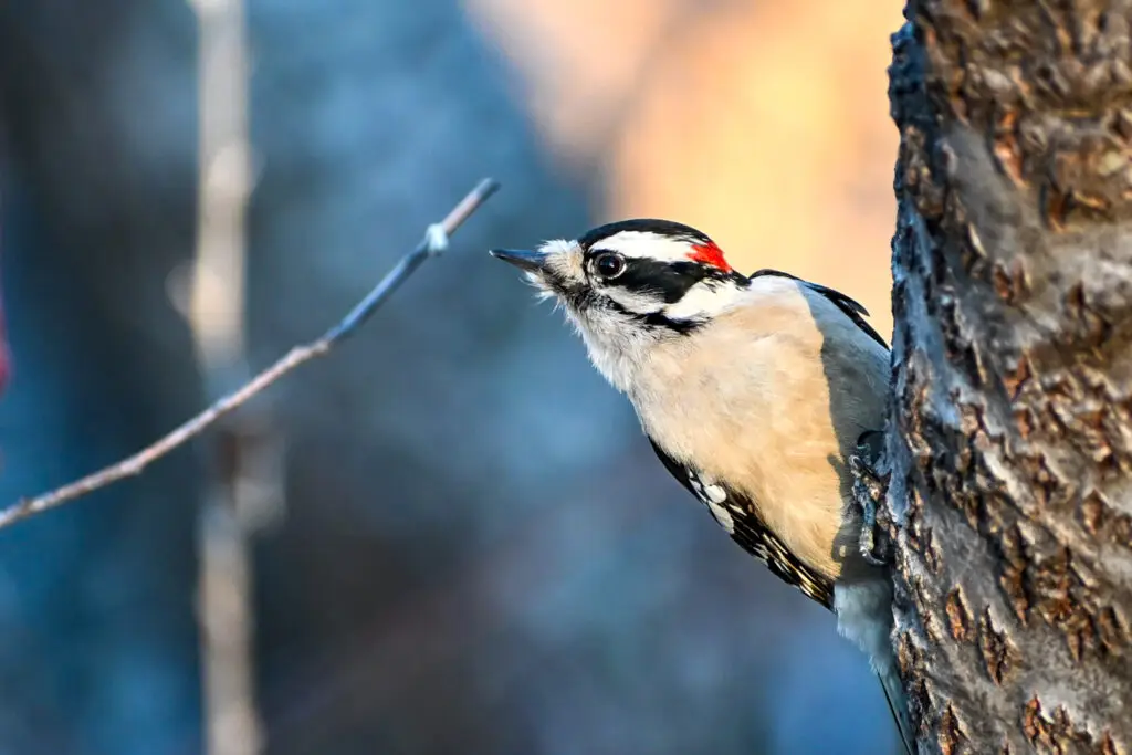 Downey Woodpecker
