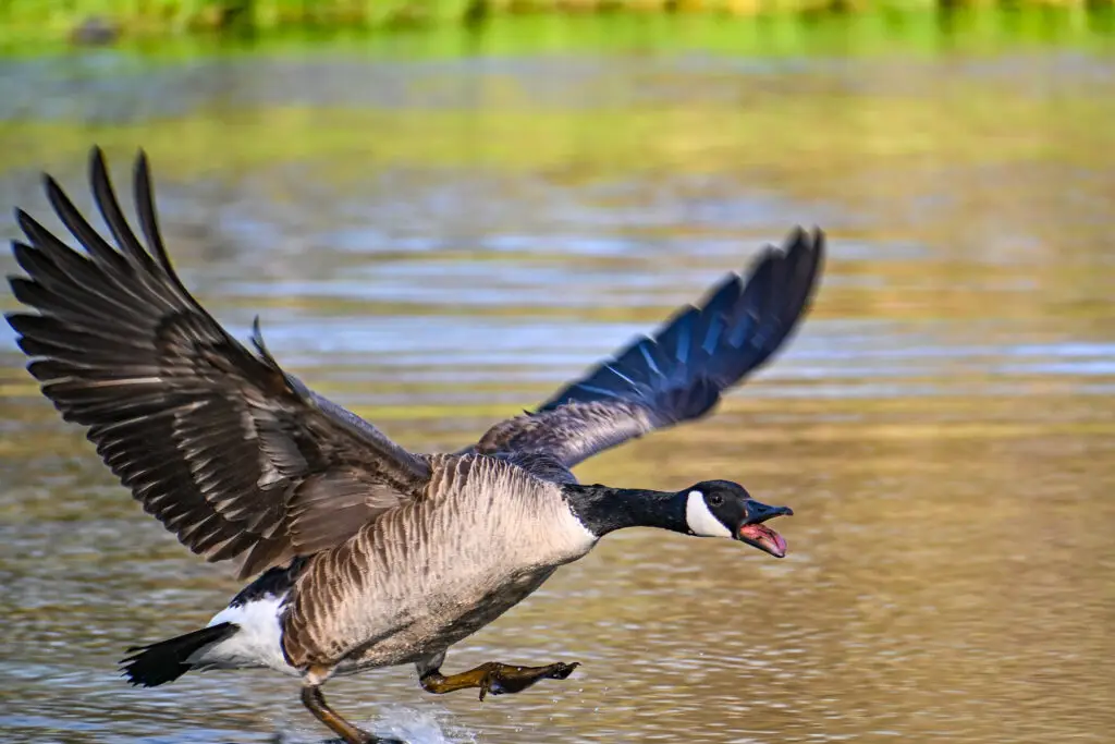 Canada Goose
