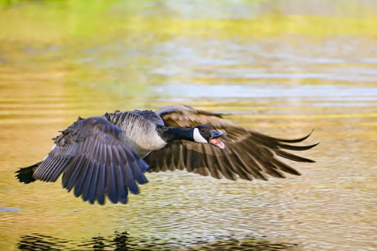 Canada Goose