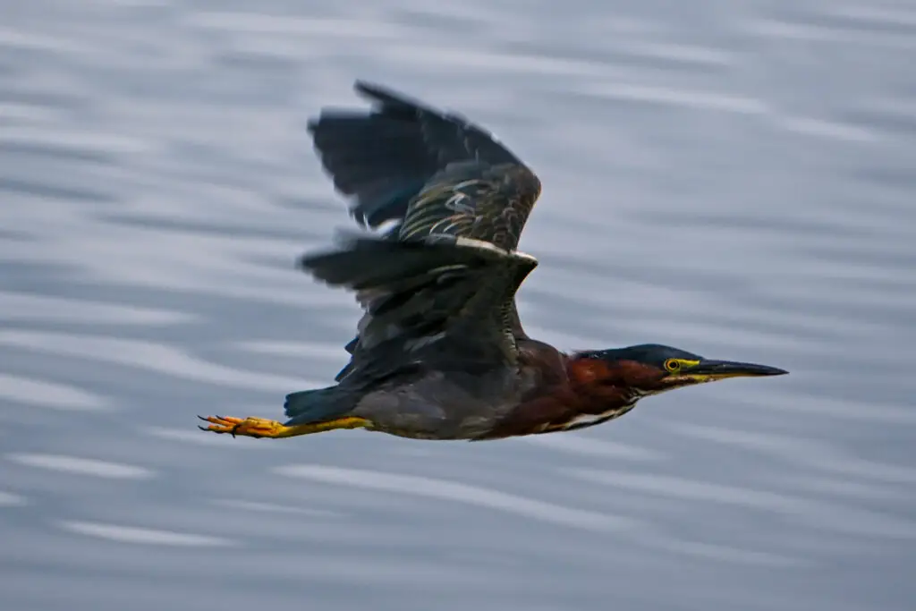 green heron 1