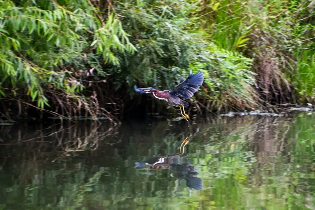 Green Heron