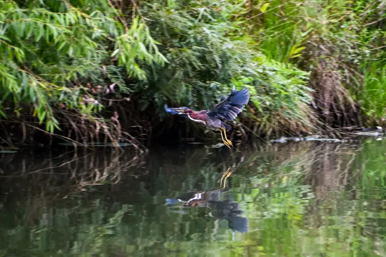 Green Heron