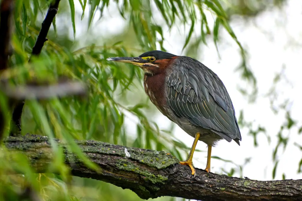 Green Heron