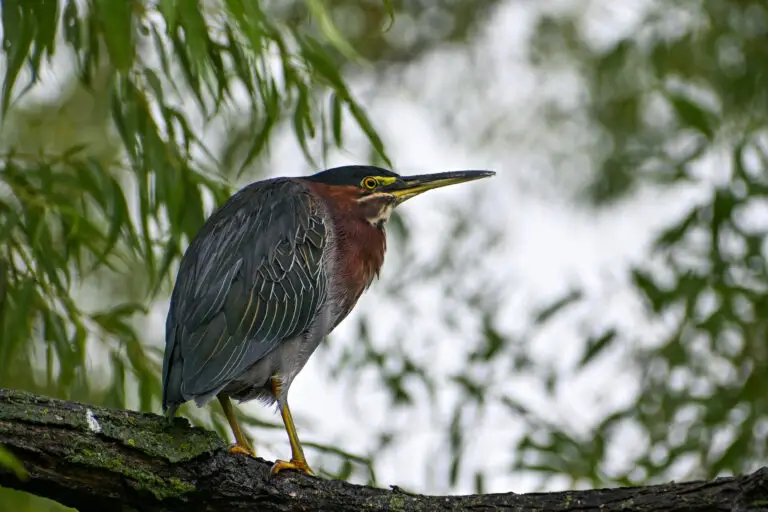 Green Heron