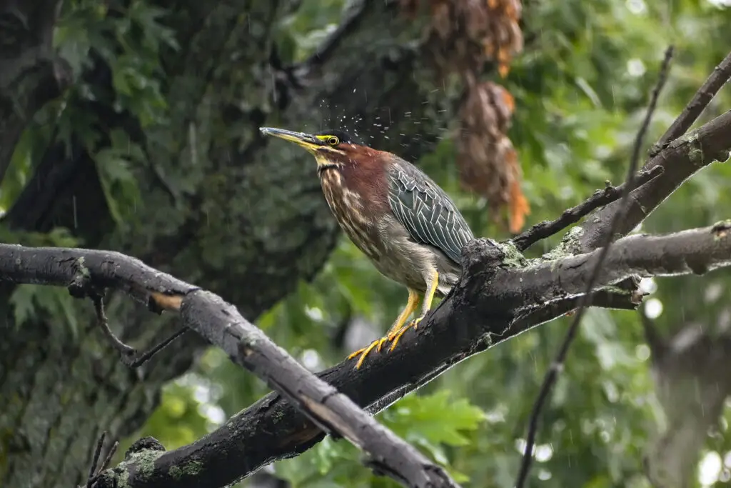 Green Heron