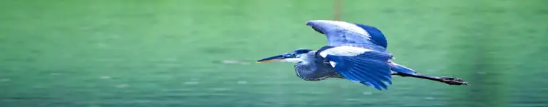 Blue Heron