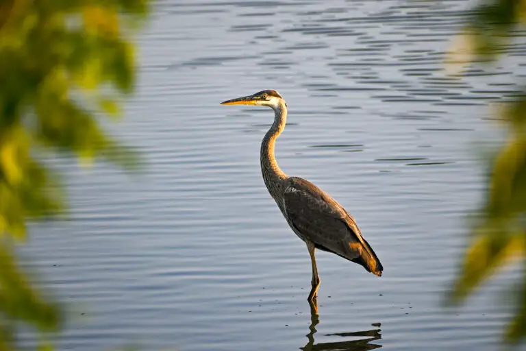 Blue Heron