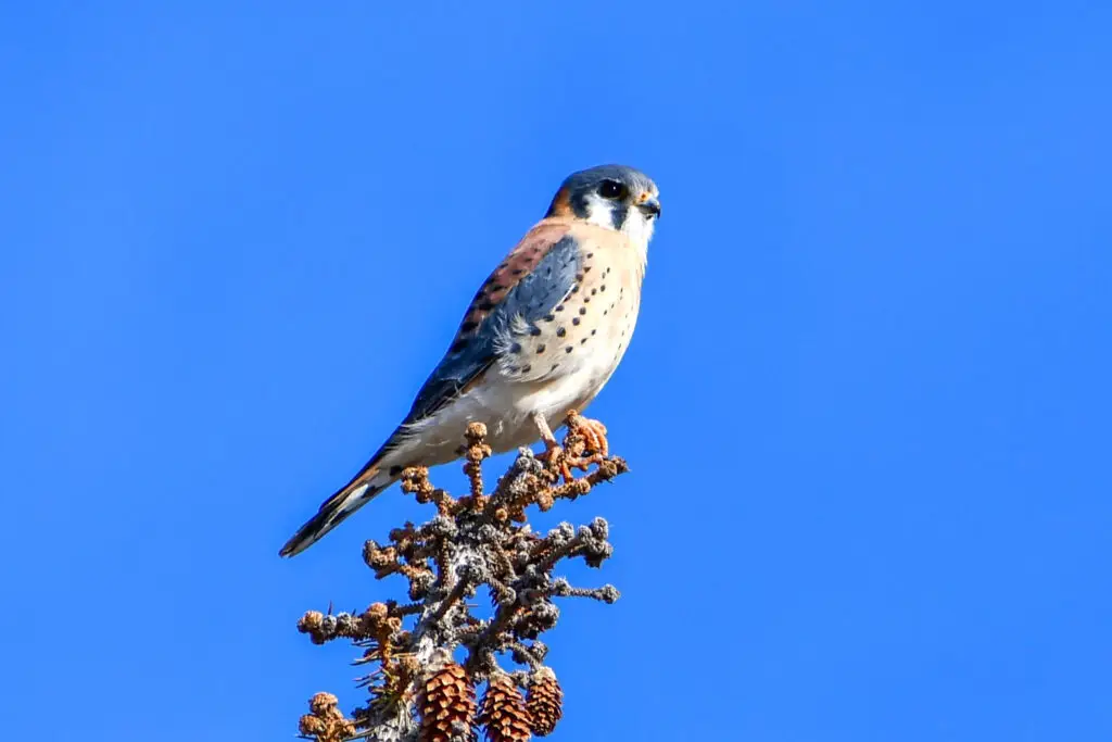 Kestrel