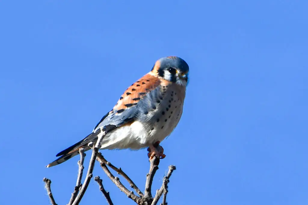 Kestrel