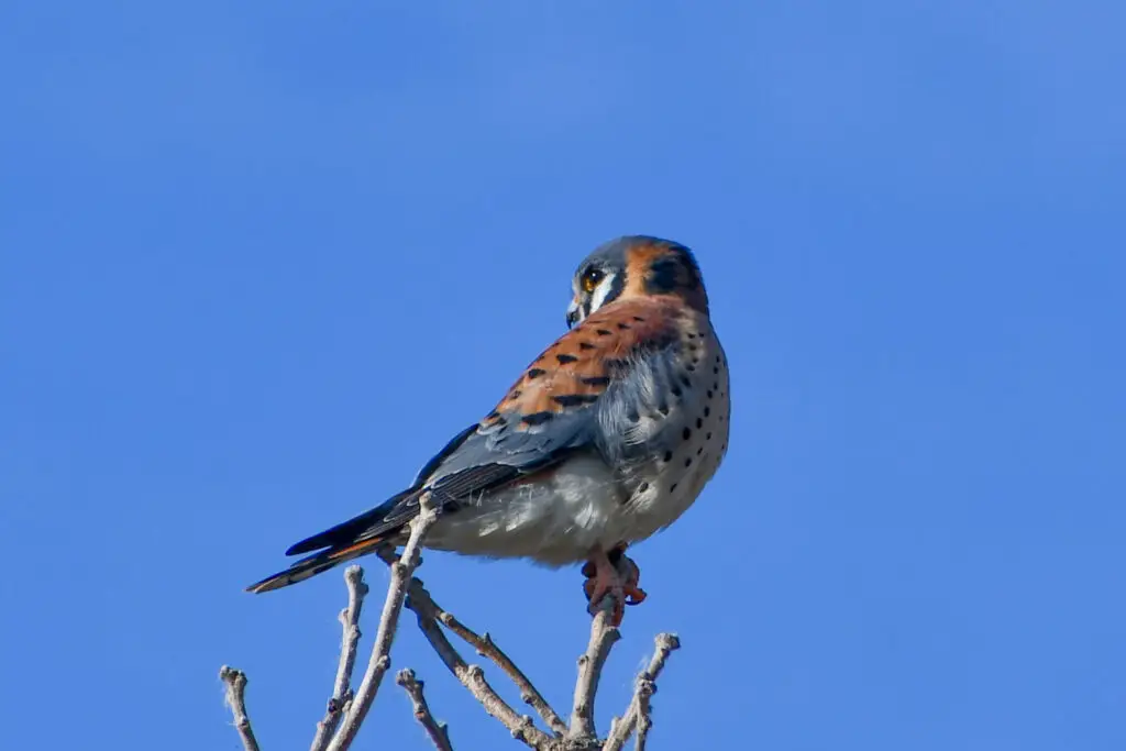 Kestrel