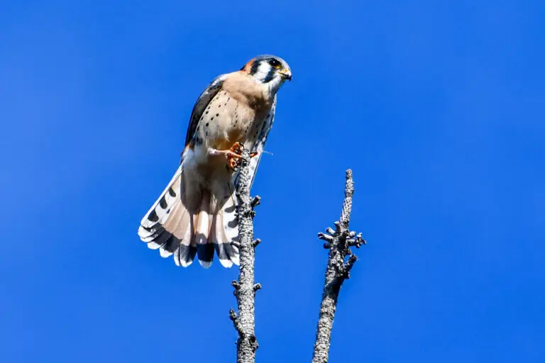 American Kestrel