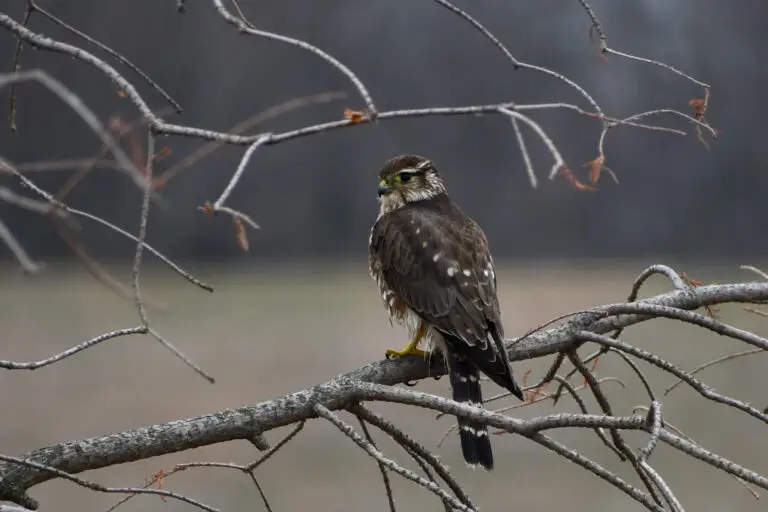 Merlin