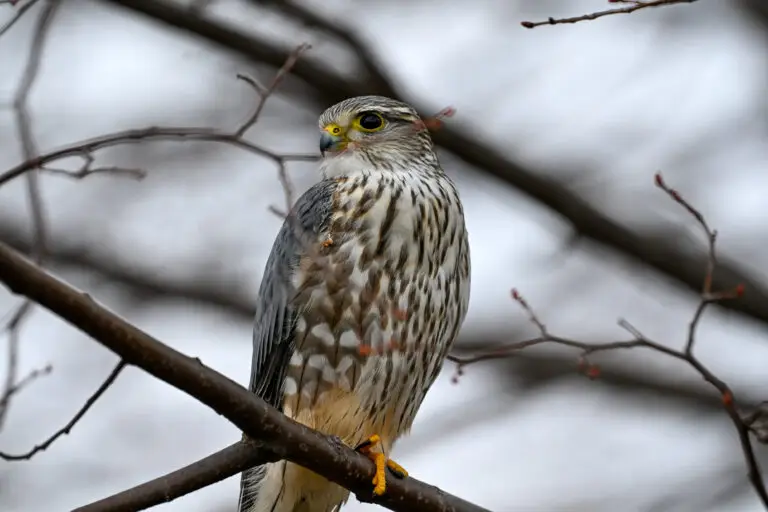 Merlin