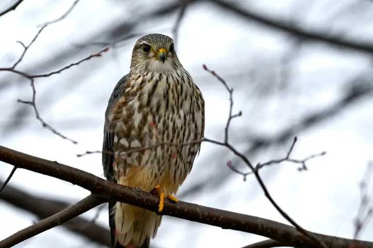 Merlin
