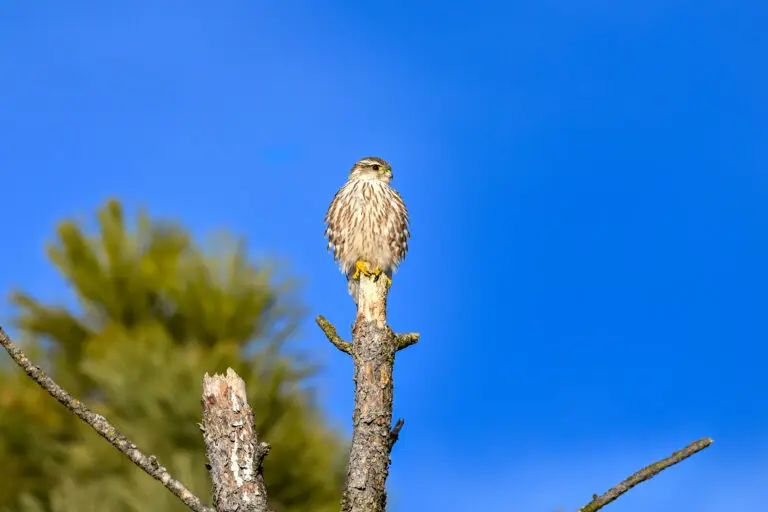 Merlin