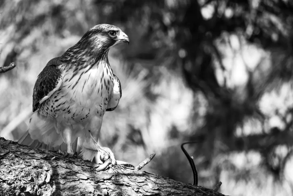 red tailed hawk 1