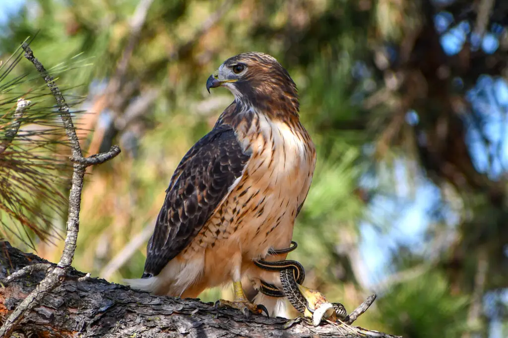 Red Tailed Hawk