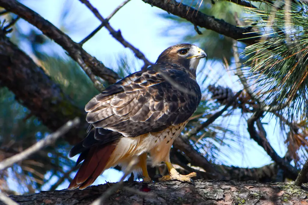 Red Tailed Hawk