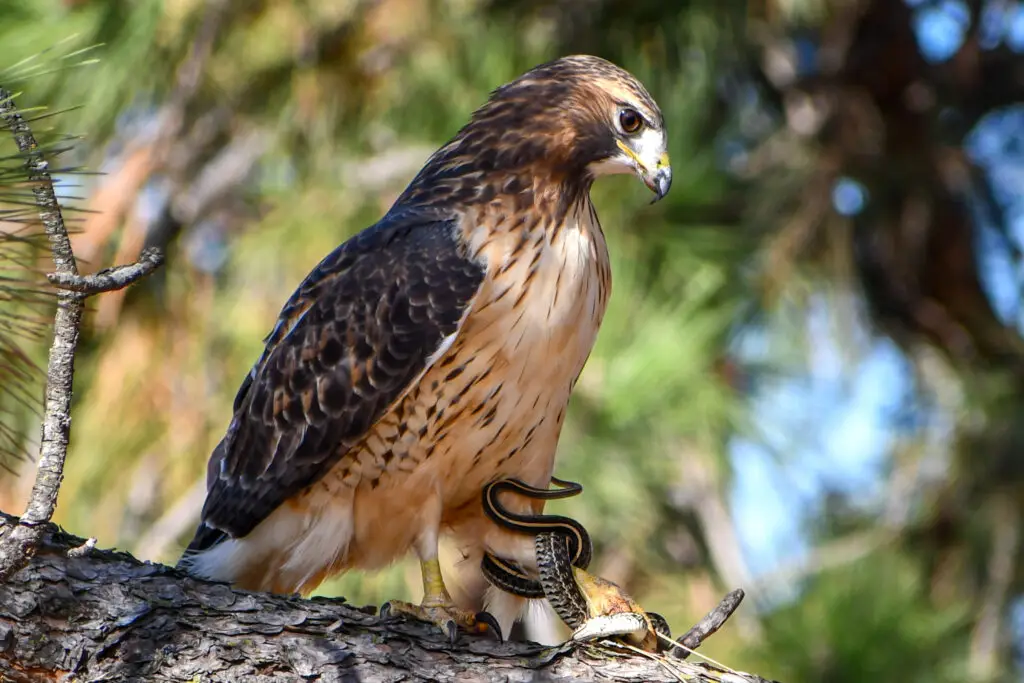 Red Tailed Hawk