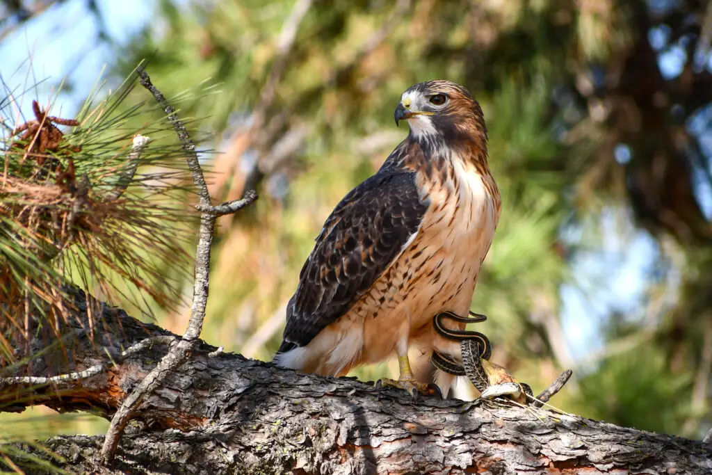 red tailed hawk 12
