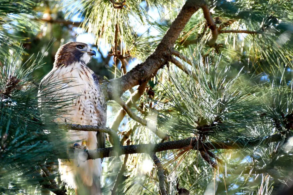 Red Tailed Hawk