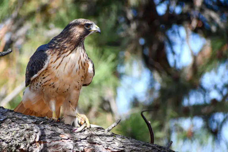 Red Tailed Hawk