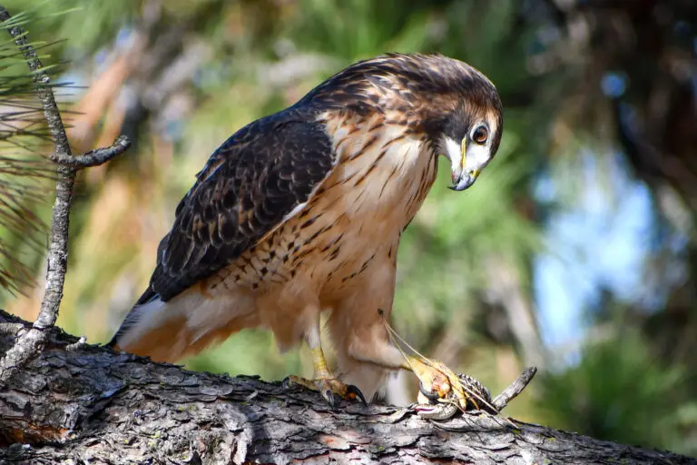 Red Tailed Hawk