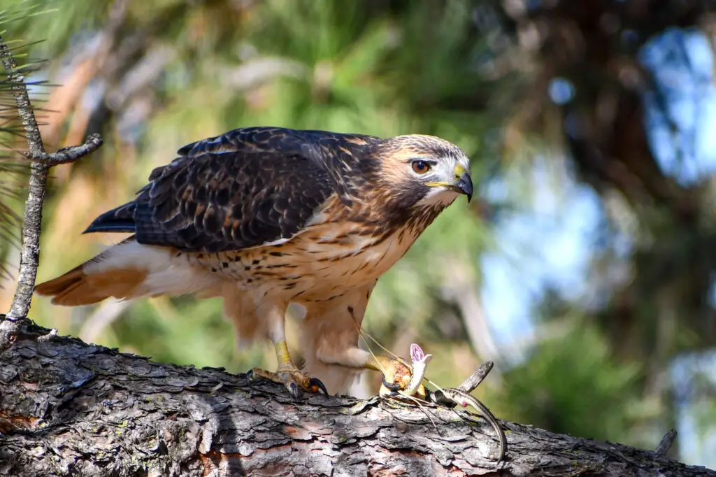 Red Tailed Hawk