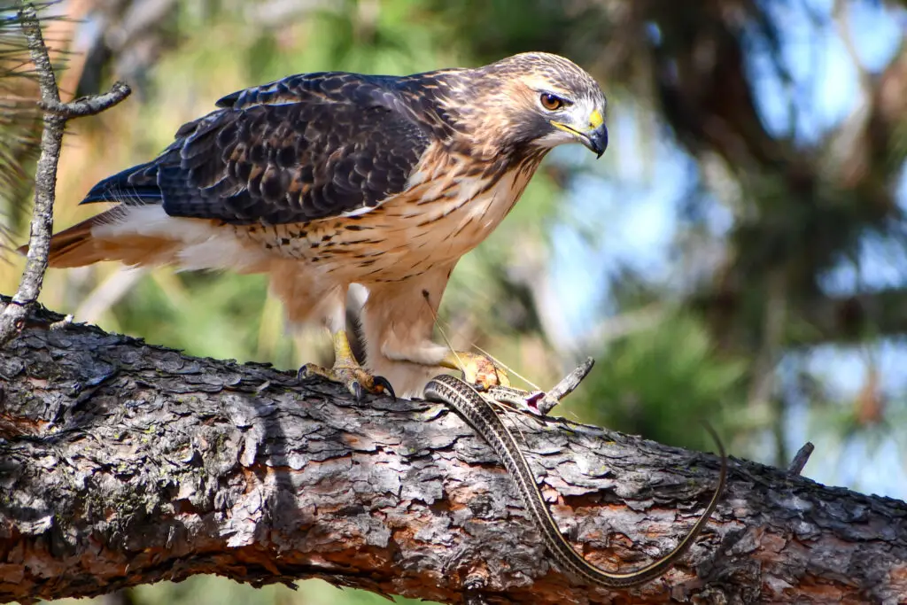 Red Tailed Hawk