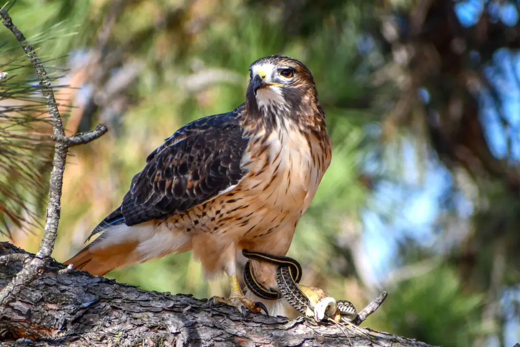 Red Tailed Hawk