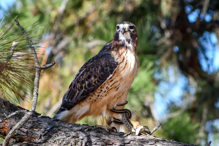 Red Tailed Hawk