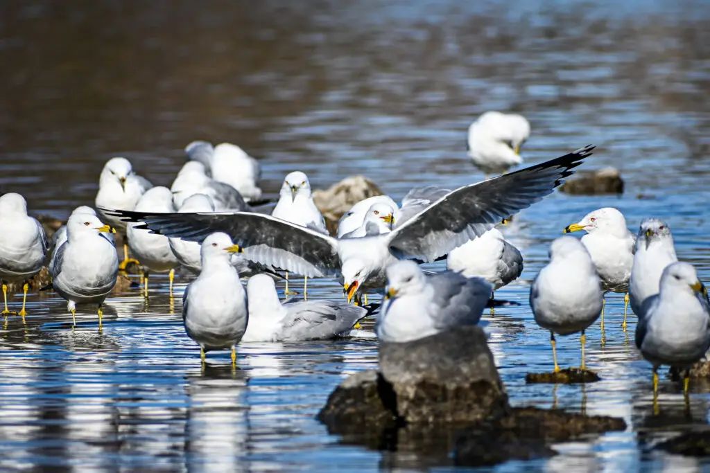 Gulls