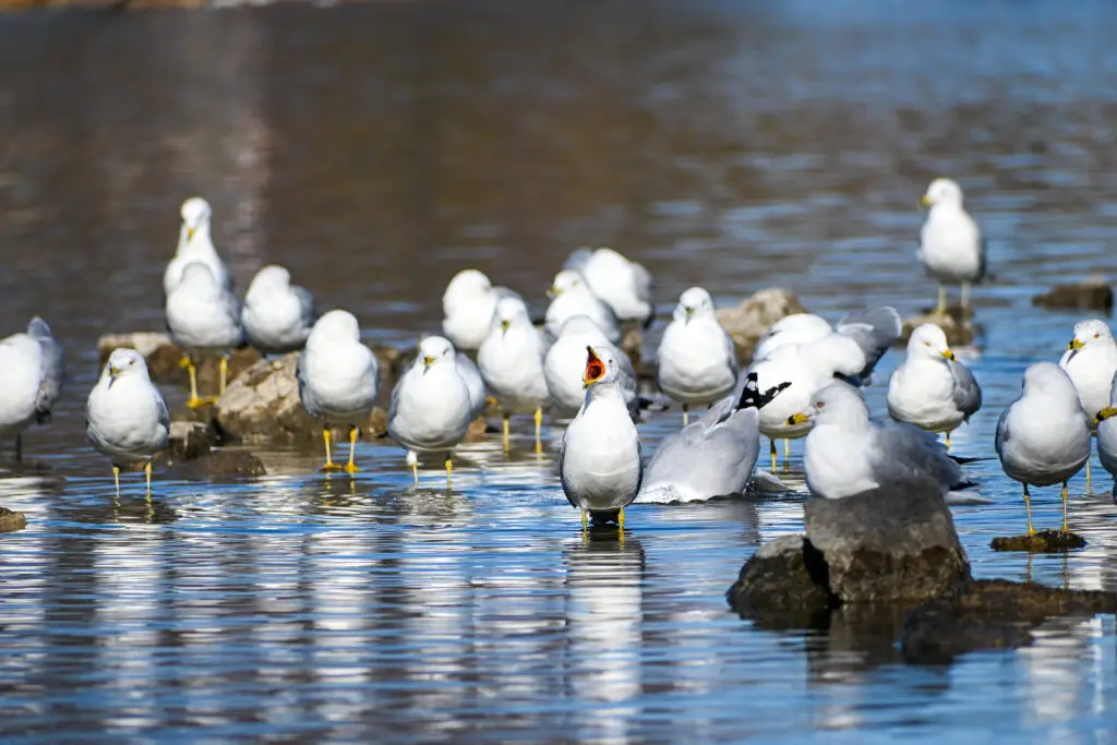 Gulls