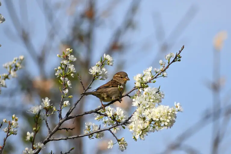 Sparrow