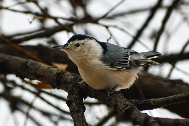White Breasted Nuthatch